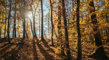 foret durbuy automne