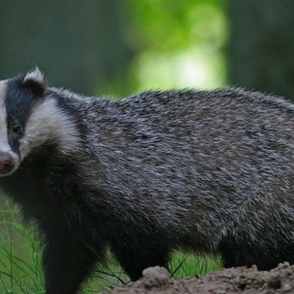 the badger