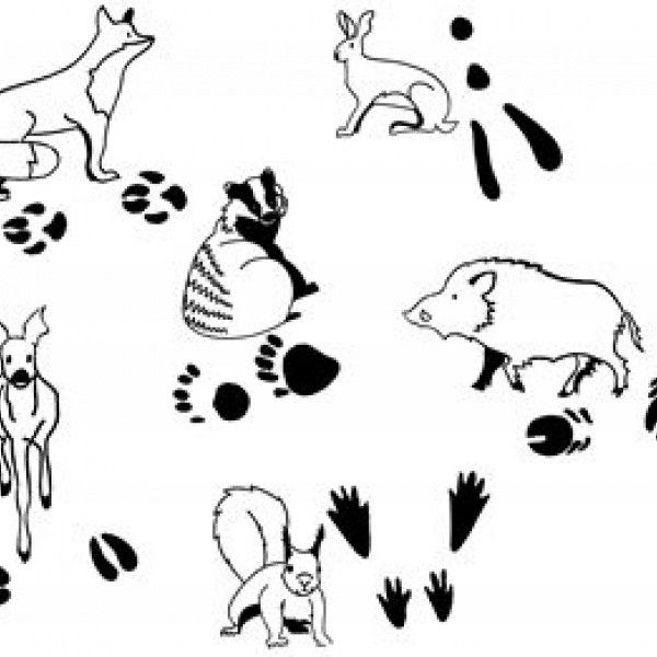 animal footprints