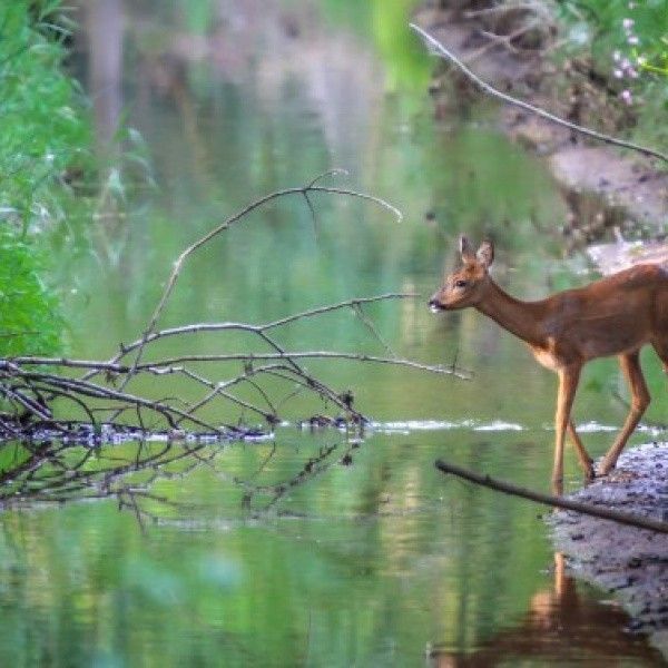 Deer