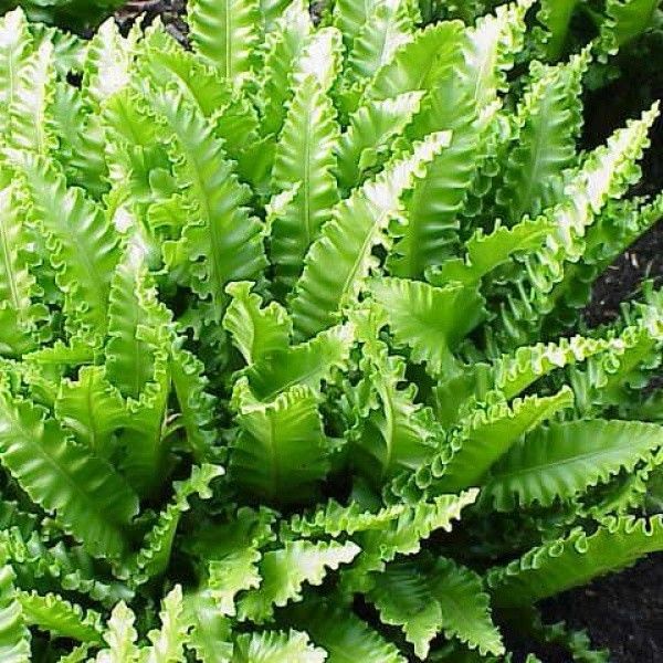 ferns