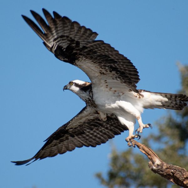 demonstration de rapaces