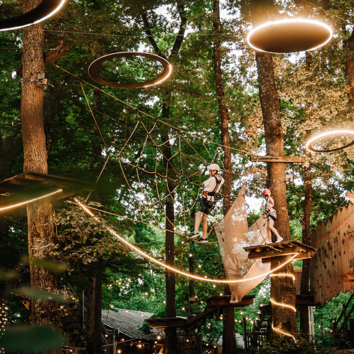 forest light
