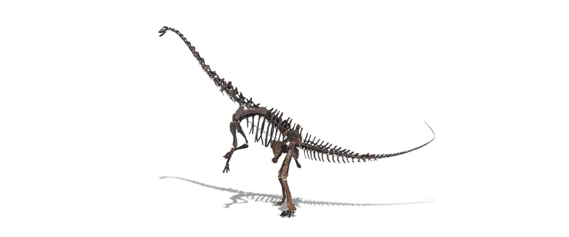 dino