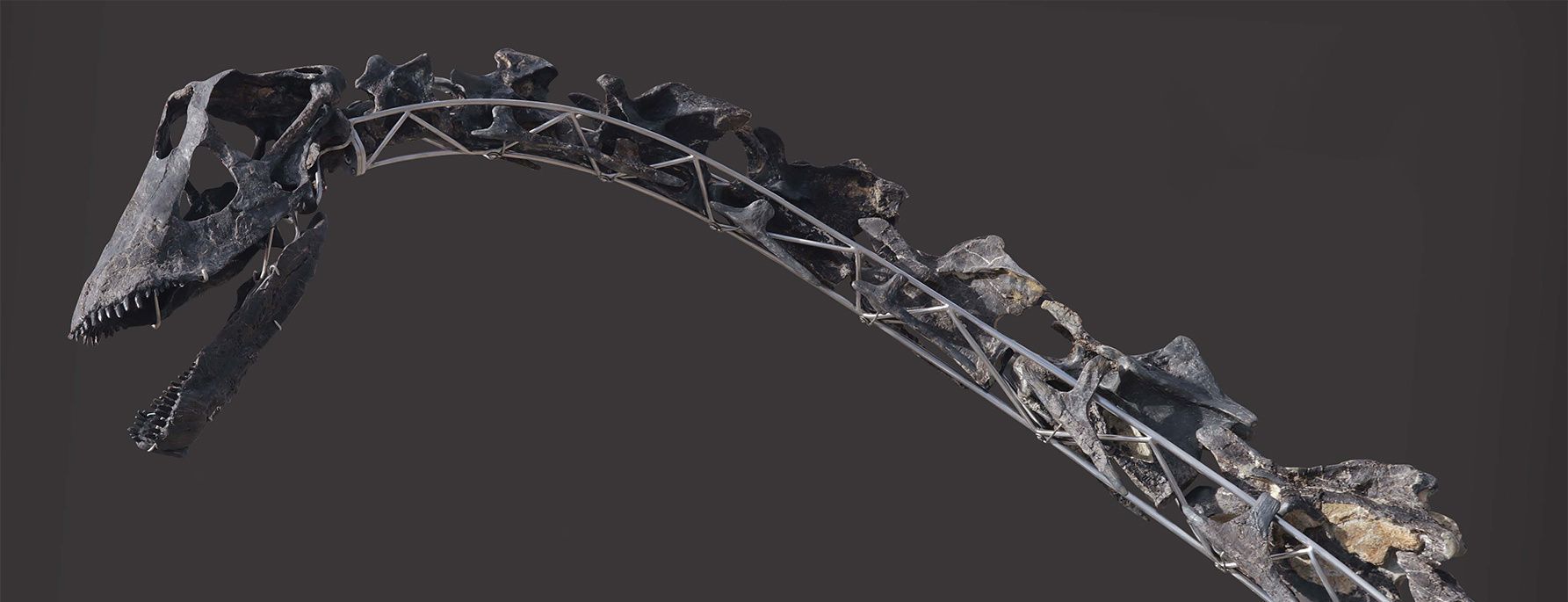 dino